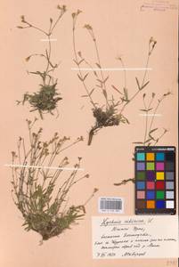 Silene orientalimongolica Kozhevn., Восточная Европа, Восточный район (E10) (Россия)