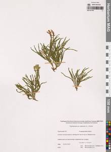 Дифазиаструм альпийский (L.) Holub, Сибирь, Чукотка и Камчатка (S7) (Россия)