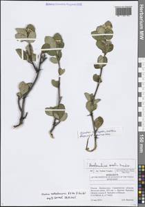Sorbaronia × fallax C.K.Schneid., Восточная Европа, Нижневолжский район (E9) (Россия)