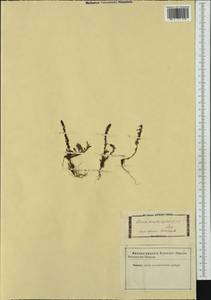 Rumex bucephalophorus L., Западная Европа (EUR) (Франция)