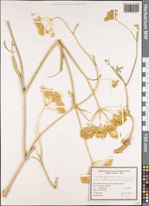 Leiotulus secacul (Mill.) Pimenov & Ostr., Зарубежная Азия (ASIA) (Иран)