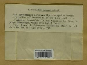 Ephemerum serratum (Schreb. ex Hedw.) Hampe, Гербарий мохообразных, Мхи - Западная Европа (BEu) (Франция)