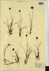 Carex parviflora Host, Западная Европа (EUR) (Швейцария)