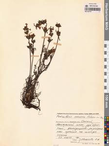 Мытник прелестный Adams ex Steven, Сибирь, Чукотка и Камчатка (S7) (Россия)