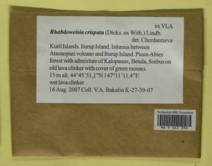 Rhabdoweisia crispata (Dicks.) Lindb., Гербарий мохообразных, Мхи - Дальний Восток (без Чукотки и Камчатки) (B20) (Россия)