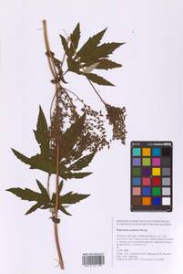 Filipendula digitata (Willd.) Bergmans, Сибирь, Дальний Восток (S6) (Россия)