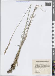 Арктополевица широколистная (R.Br.) Griseb., Сибирь, Западная Сибирь (S1) (Россия)