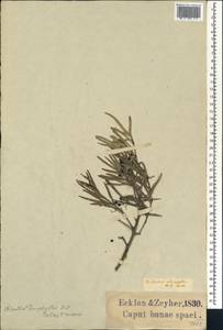 Gymnosporia linearis subsp. linearis, Африка (AFR) (ЮАР)