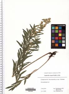 Молочай лозный, Молочай прутьевидный Waldst. & Kit., Восточная Европа, Средневолжский район (E8) (Россия)