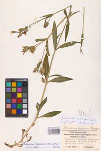 Смолевка широколистная, Восточная Европа, Нижневолжский район (E9) (Россия)