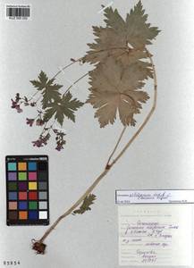 KUZ 000 252, Герань белоцветковая Ledeb., Сибирь, Алтай и Саяны (S2) (Россия)