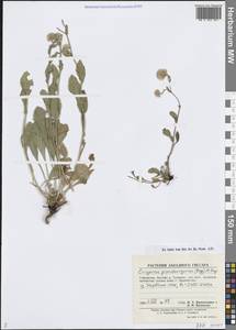 Психрогетон ложно-мелколепестник (Bunge) Novopokr. ex Nevski, Средняя Азия и Казахстан, Памир и Памиро-Алай (M2) (Узбекистан)