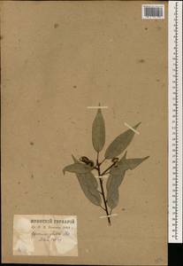 Lithocarpus glaber (Thunb.) Nakai, Зарубежная Азия (ASIA) (Япония)