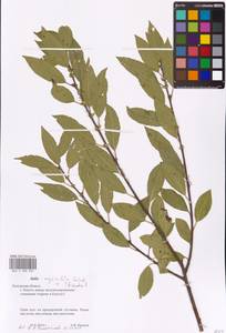 Salix myrsinifolia × triandra, Восточная Европа, Центральный район (E4) (Россия)