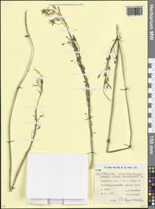 Птицемлечник пиренейский L., Кавказ, Краснодарский край и Адыгея (K1a) (Россия)