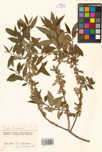 Ива трехтычинковая L., Кавказ, Грузия (K4) (Грузия)