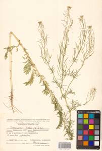 Дескурения Софии (L.) Webb ex Prantl, Восточная Европа, Нижневолжский район (E9) (Россия)