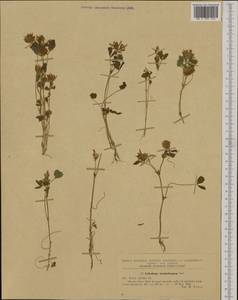 Trifolium michelianum Savi, Западная Европа (EUR) (Румыния)