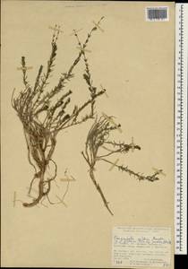 Crucianella gilanica subsp. pontica (Ehrend.) Ehrend., Зарубежная Азия (ASIA) (Турция)