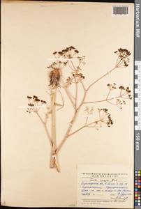 Ферула каспийская M.Bieb., Средняя Азия и Казахстан, Муюнкумы, Прибалхашье и Бетпак-Дала (M9) (Казахстан)