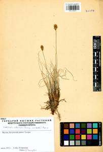 Carex borealipolaris S.R.Zhang, Сибирь, Якутия (S5) (Россия)