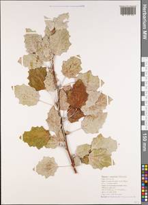 Populus × canescens (Aiton) Sm., Кавказ, Черноморское побережье (от Новороссийска до Адлера) (K3) (Россия)