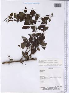 Cantinoa mutabilis (Rich.) Harley & J.F.B.Pastore, Америка (AMER) (Парагвай)