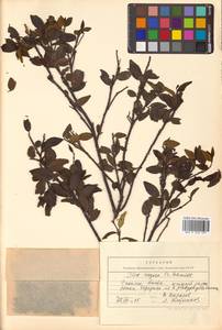 Падуб морщинистый F.Schmidt, Сибирь, Дальний Восток (S6) (Россия)