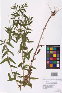 Epilobium tetragonum × adenocaulon, Восточная Европа, Западный район (E3) (Россия)