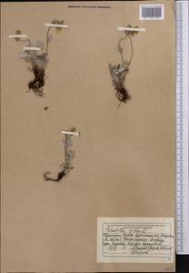 Лапчатка белоснежная, Лапчатка снежная L., Средняя Азия и Казахстан, Джунгарский Алатау и Тарбагатай (M5) (Казахстан)