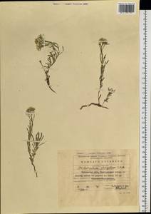 Stevenia tenuifolia (Stephan ex Willd.) D. A. German, Сибирь, Прибайкалье и Забайкалье (S4) (Россия)