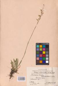 Смолевка зеленоцветковая (Willd.) Ehrh., Восточная Европа, Центральный лесостепной район (E6) (Россия)