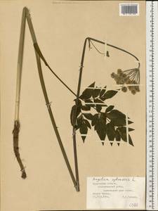 Дудник лесной L., Восточная Европа, Северный район (E1) (Россия)