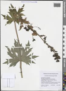 Aconitum lycoctonum subsp. lasiostomum (Rchb.) Warncke, Восточная Европа, Центральный район (E4) (Россия)