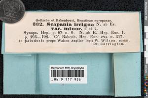 Scapania irrigua (Nees) Nees, Гербарий мохообразных, Мхи - Западная Европа (BEu) (Великобритания)
