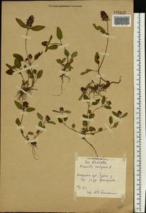 Черноголовка обыкновенная L., Восточная Европа, Центральный лесной район (E5) (Россия)