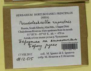 Pseudoleskeella rupestris (Berggr.) Hedenäs & L. Söderstr., Гербарий мохообразных, Мхи - Западная Сибирь (включая Алтай) (B15) (Россия)