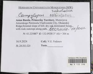 Campylopus subulatus Schimp. ex Milde, Гербарий мохообразных, Мхи - Дальний Восток (без Чукотки и Камчатки) (B20) (Россия)