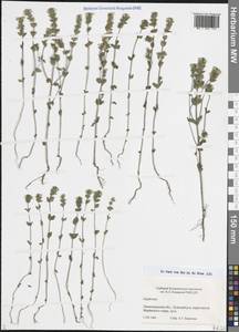 Очанка, Восточная Европа, Северо-Западный район (E2) (Россия)
