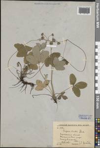 Земляника зеленая, Полуница Duchesne, Восточная Европа, Центральный лесостепной район (E6) (Россия)