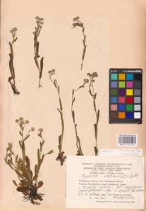 MHA 0 153 442, Myosotis alpestris subsp. suaveolens (Waldst. & Kit. ex Willd.) Strid, Восточная Европа, Восточный район (E10) (Россия)