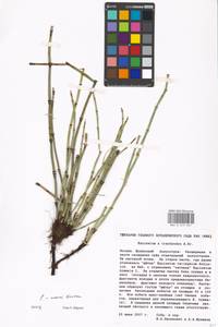 Equisetum ×moorei Newman, Восточная Европа, Московская область и Москва (E4a) (Россия)