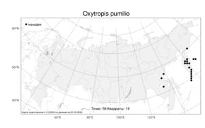 Oxytropis pumilio, Остролодочник карликовый (Pall.) Ledeb., Атлас флоры России (FLORUS) (Россия)