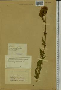 Серпуха венценосная L., Сибирь, Западный (Казахстанский) Алтай (S2a) (Казахстан)