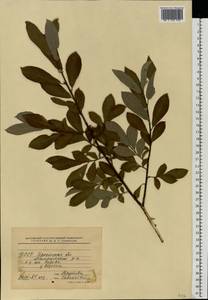 Ива пепельно-серая L., Восточная Европа, Белоруссия (E3a) (Белоруссия)