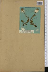 Erigeron alpinus subsp. intermedius (Schleich. ex Rchb.) Pawl., Западная Европа (EUR) (Швейцария)
