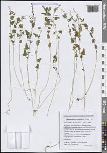 Марь бриониелистная Bunge, Сибирь, Прибайкалье и Забайкалье (S4) (Россия)