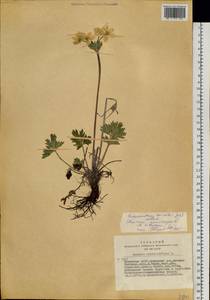 Anemonastrum narcissiflorum subsp. crinitum (Juz.) Raus, Сибирь, Алтай и Саяны (S2) (Россия)