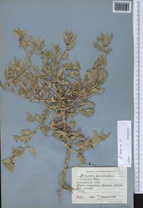 Лебеда татарская L., Средняя Азия и Казахстан, Прикаспийский Устюрт и Северное Приаралье (M8) (Казахстан)