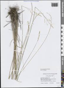 Мятлик разноцветный Besser, Сибирь, Прибайкалье и Забайкалье (S4) (Россия)